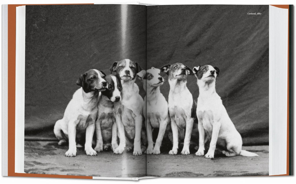The Dog in Photography 1839-Today - Raymond Merritt