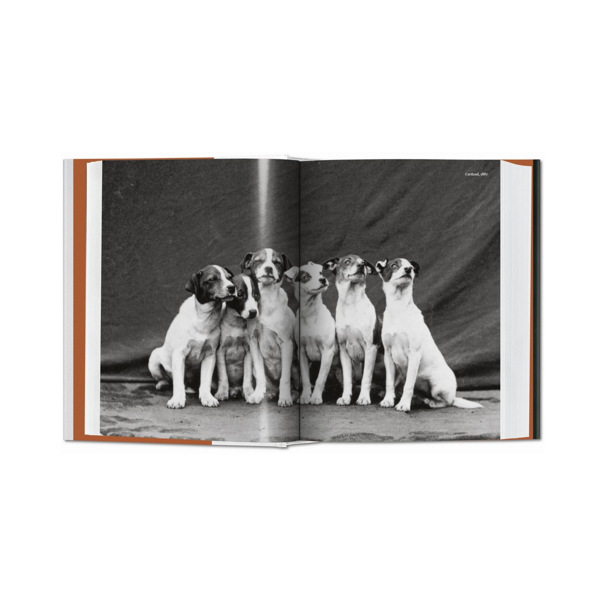 The Dog in Photography 1839-Today - Raymond Merritt