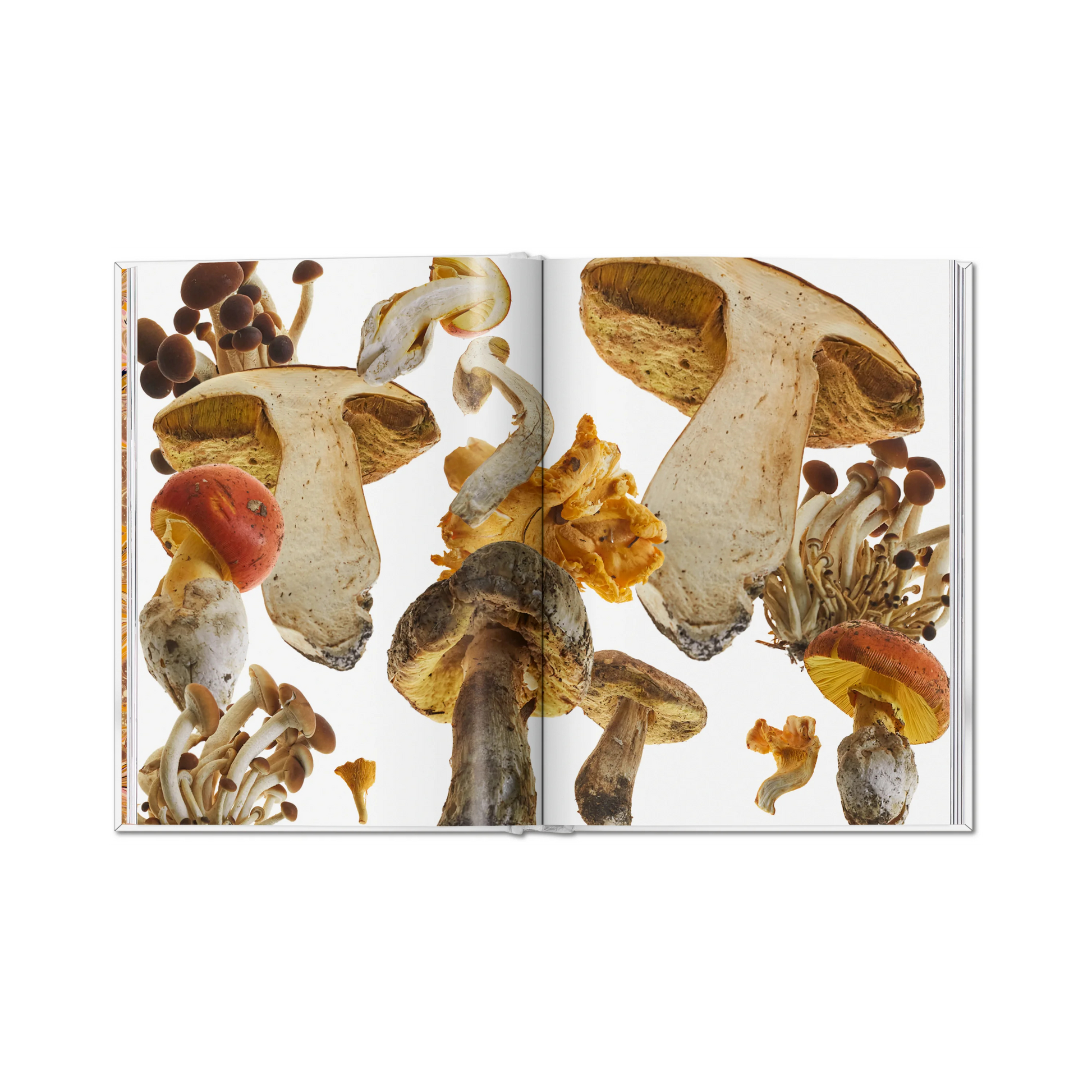 The Gourmand's Mushroom. A Collection of Stories and Recipes - David Lane & Marina Tweed