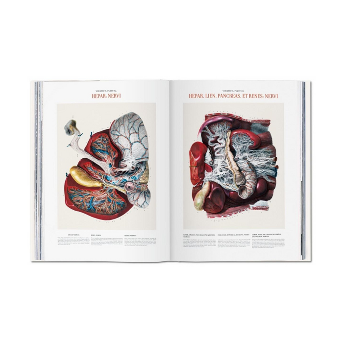 "Bourgery. Atlas of Human Anatomy and Surgery" - Henri Sick/Jean-Marie Le Minor