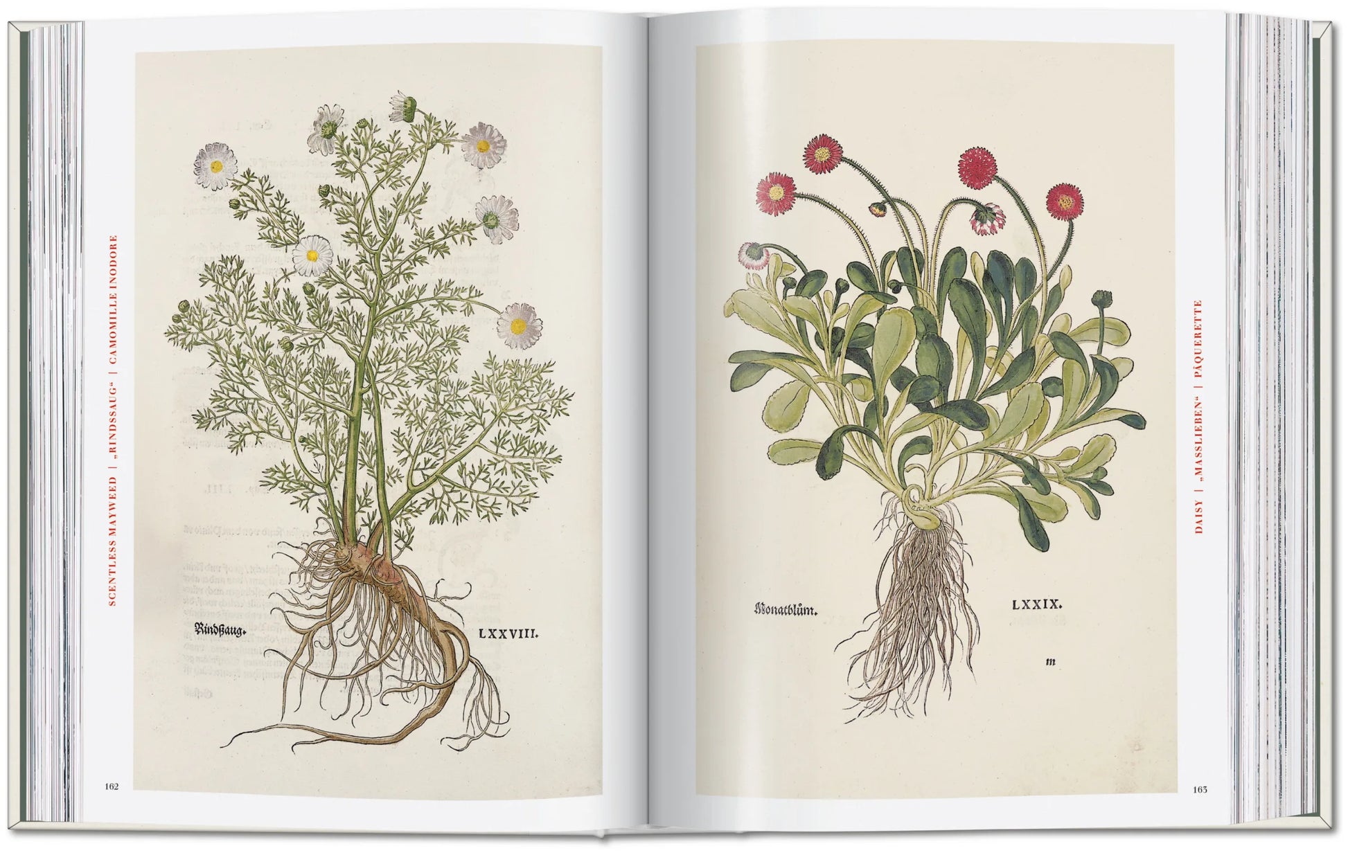 The New Herbal - Leonhart Fuchs