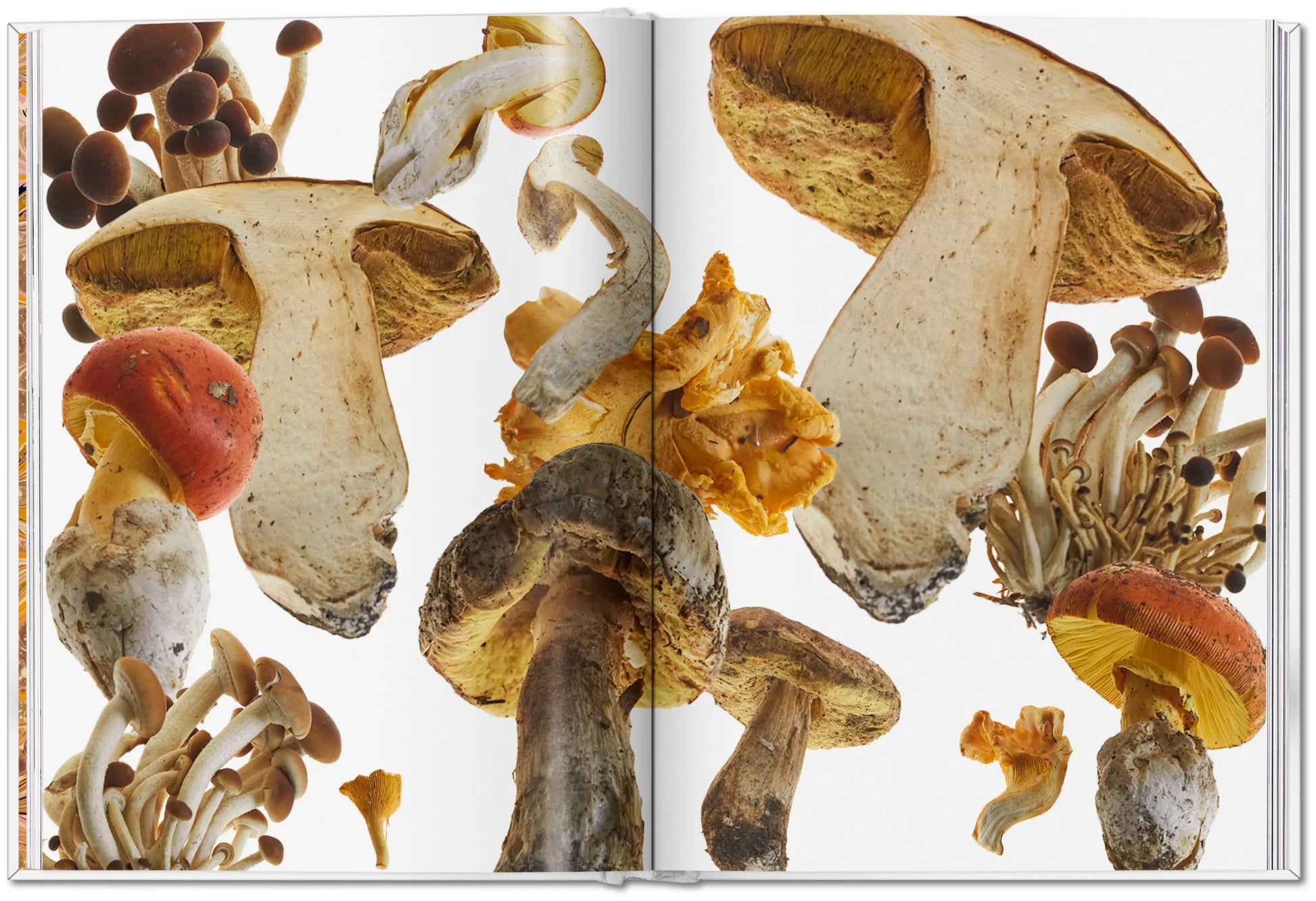 The Gourmand's Mushroom. A Collection of Stories and Recipes - David Lane & Marina Tweed